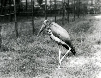 Ein Javanischer Adjutant, stehend im London Zoo, September 1923